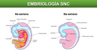 EMBRIOLOGÍA SNC
4ta semana: 6ta semana:
 
