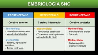 EMBRIOLOGÍA SNC
4ta semana: 6ta semana:PROSENCÉFALO MESENCÉFALO ROMBENCÉFALO
Cerebro anterior Cerebro intermedio Cerebro posterior
• Telencéfalo:
- Hemisferios cerebrales
- Ventrículos laterales
• Diencéfalo:
- Tálamo, hipotálamo,
epitálamo
- Tercer ventrículo
• Mesencéfalo:
- Pedúnculos cerebrales
- Tubérculos cuadrigéminos
- Acueducto de Silvio
• Metencéfalo:
- Protuberancia anular
- Cerebelo
• Mielencéfalo:
- Bulbo raquídeo
- Cuarto ventrículo
 