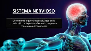 Conjunto de órganos especializados en la
conducción de impulsos ofreciendo respuesta
consciente e inconsciente
SISTEMA NERVIOSO
 