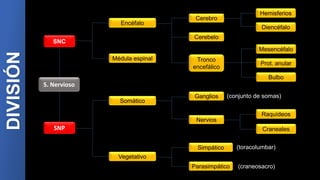 SNC
SNP
Encéfalo
Médula espinal
Cerebro
Cerebelo
Tronco
encefálico
Hemisferios
Diencéfalo
Mesencéfalo
Prot. anular
Bulbo
Somático
Vegetativo
Ganglios
Nervios
Raquídeos
Craneales
Simpático
Parasimpático
S. Nervioso
(conjunto de somas)
(toracolumbar)
(craneosacro)
DIVISIÓN
 
