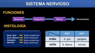 SISTEMA NERVIOSO
FUNCIONES
HISTOLOGÍA
SNC SNP
SOMA S. gris ganglios
AXÓN S. blanca nervios
[ ]
Sensorial Integrativa Motora Homeostasis
- Sust. Gris fibras amielínicas
- Sust. Blanca fibras mielínicas
- Ganglios
- Nervios
fibras amielínicas
fibras mielínicas
 