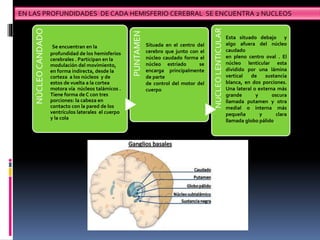 EN LAS PROFUNDIDADES DE CADA HEMISFERIO CEREBRAL SE ENCUENTRA 2 NUCLEOS
NÚCLEOCANDADO
Se encuentran en la
profundidad de los hemisferios
cerebrales . Participan en la
modulación del movimiento,
en forma indirecta, desde la
corteza a los núcleos y de
estos de vuelta a la cortea
motora vía núcleos talámicos .
Tiene forma de C con tres
porciones: la cabeza en
contacto con la pared de los
ventrículos laterales el cuerpo
y la cola
PUNTAMEN
NUCLEOLENTICULAR
Situada en el centro del
cerebro que junto con el
núcleo caudado forma el
núcleo estriado se
encarga principalmente
de parte
de control del motor del
cuerpo
Esta situado debajo y
algo afuera del núcleo
caudado
en pleno centro oval . El
núcleo lenticular esta
dividido por una lámina
vertical de sustancia
blanca, en dos porciones.
Una lateral o externa más
grande y oscura
llamada putamen y otra
medial o interna más
pequeña y clara
llamada globo pálido.
 
