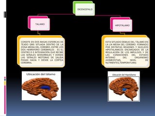 DICENCEFALO
TALAMO
CONSITE EN DOS MASAS ESFERICAS DE
TEJIDO GRIS SITUADA DENTRO DE LA
ZONA MEDIA DEL CEREBRO, ENTRE LOS
DOS HEMISFERIO CEREBRALES . ES EL
CENTRO D E INTEGRACIÓN QUE RECIBE
LAS SEÑALES SENSORIALES Y DONDE
LAS SEÑALES MOTORAS DE SALIDA
PASAN HACIA Y DESDE LA CORTEA
CEREBRAL
HIPOTÁLAMO
ESTA SITUADO DEBAJO DEL TÁLAMO EN
LA LÍA MEDIA DEL CEREBRO. FORMADO
POR DISTINTAS REGIONES Y NÚCLEOS
HIPOTALÁMICOS ENCARGADOS DE LA
REGULACIÓN DE LOS IMPULSOS Y DE
LAS CONDICIONES DEL ESTADO
INTERNO DEL ORGANISMO
(HOMEOSTAIS, NIVEL DE
NUTRIENTES,TEMPERATURA)
 