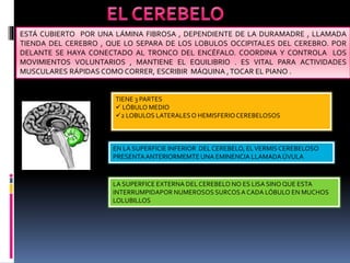 ESTÁ CUBIERTO POR UNA LÁMINA FIBROSA , DEPENDIENTE DE LA DURAMADRE , LLAMADA
TIENDA DEL CEREBRO , QUE LO SEPARA DE LOS LOBULOS OCCIPITALES DEL CEREBRO. POR
DELANTE SE HAYA CONECTADO AL TRONCO DEL ENCÉFALO. COORDINA Y CONTROLA LOS
MOVIMIENTOS VOLUNTARIOS , MANTIENE EL EQUILIBRIO . ES VITAL PARA ACTIVIDADES
MUSCULARES RÁPIDAS COMO CORRER, ESCRIBIR MÁQUINA ,TOCAR EL PIANO .
TIENE 3 PARTES
 LÓBULO MEDIO
2 LOBULOS LATERALESO HEMISFERIOCEREBELOSOS
EN LA SUPERFICIE INFERIOR DELCEREBELO, ELVERMISCEREBELOSO
PRESENTAANTERIORMEMTE UNA EMINENCIA LLAMADAÚVULA
LA SUPERFICE EXTERNA DELCEREBELO NO ES LISA SINO QUE ESTA
INTERRUMPIDAPOR NUMEROSOS SURCOSA CADA LÓBULO EN MUCHOS
LOLUBILLOS
 