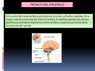 TRONCO DEL ENCEFALO
Es la unión del mesencefalo,la protuberancia anular y el bulbo raquídeo. Es la
mayor ruta de comunicación entre el cerebro, la medula espinal y los nervios
perifericos,controla la respiracion,ritmo cardiaco y aspectos primarios de la
localización de l sonido
 