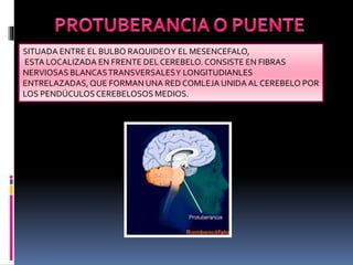 SITUADA ENTRE EL BULBO RAQUIDEOY EL MESENCEFALO,
ESTA LOCALIZADA EN FRENTE DEL CEREBELO.CONSISTE EN FIBRAS
NERVIOSAS BLANCASTRANSVERSALESY LONGITUDIANLES
ENTRELAZADAS,QUE FORMAN UNA RED COMLEJA UNIDA AL CEREBELO POR
LOS PENDÚCULOS CEREBELOSOS MEDIOS.
 