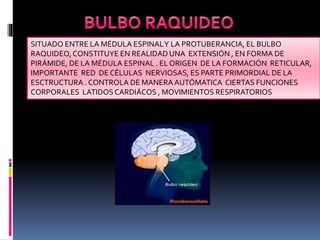 SITUADO ENTRE LA MÉDULA ESPINALY LA PROTUBERANCIA, EL BULBO
RAQUIDEO, CONSTITUYE EN REALIDAD UNA EXTENSIÓN , EN FORMA DE
PIRÁMIDE, DE LA MÉDULA ESPINAL . EL ORIGEN DE LA FORMACIÓN RETICULAR,
IMPORTANTE RED DE CÉLULAS NERVIOSAS, ES PARTE PRIMORDIAL DE LA
ESCTRUCTURA . CONTROLA DE MANERA AUTÓMATICA CIERTAS FUNCIONES
CORPORALES LATIDOSCARDIÁCOS , MOVIMIENTOS RESPIRATORIOS
 