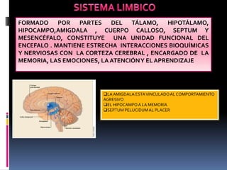 FORMADO POR PARTES DEL TÁLAMO, HIPOTÁLAMO,
HIPOCAMPO,AMIGDALA , CUERPO CALLOSO, SEPTUM Y
MESENCÉFALO, CONSTITUYE UNA UNIDAD FUNCIONAL DEL
ENCEFALO . MANTIENE ESTRECHA INTERACCIONES BIOQUÍMICAS
Y NERVIOSAS CON LA CORTEZA CEREBRAL , ENCARGADO DE LA
MEMORIA, LAS EMOCIONES, LA ATENCIÓNY EL APRENDIZAJE
LAAMIGDALA ESTAVINCULADOAL COMPORTAMIENTO
AGRESIVO
EL HIPOCAMPO A LA MEMORIA
SEPTUM PELUCIDUMAL PLACER
 
