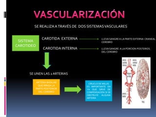 SE REALIZAATRAVÉS DE DOS SISTEMASVASCULARES
SISTEMA
CAROTIDEO
ARTERIA BASILAR
QUE IRRIGA LA
PARTE POSTERIOR
DEL CEREBRO
CAROTIDA EXTERNA LLEVA SANGREA LA PARTE EXTERNA CRANEAL
CEREBRO
CAROTIDA INTERNA LLEVA SANGRE A LA PORCION POSTERIOS
DEL CEREBRO
SE UNEN LAS 2 ARTERIAS
CÍRUCLO DE WILLIS
ES IMPORTANTE EN
YA QUE SIRVE DE
COMPENSACIÓN SI SE
OBSTRUYE ALGUNA
ARTERIA
 