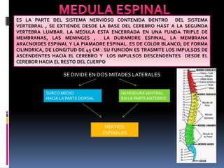 ES LA PARTE DEL SISTEMA NERVIOSO CONTENIDA DENTRO DEL SISTEMA
VERTEBRAL , SE EXTIENDE DESDE LA BASE DEL CEREBRO HAST A LA SEGUNDA
VERTEBRA LUMBAR. LA MEDULA ESTA ENCERRADA EN UNA FUNDA TRIPLE DE
MEMBRANAS, LAS MENINGES , LA DURAMDRE ESPINAL, LA MEMBRANA
ARACNOIDES ESPINAL Y LA PIAMADRE ESPINAL. ES DE COLOR BLANCO, DE FORMA
CILINDRICA, DE LONGITUD DE 45 CM . SU FUNCIÓN ES TRASMITE LOS IMPULSOS DE
ASCENDENTES HACIA EL CEREBRO Y LOS IMPULSOS DESCENDENTES DESDE EL
CEREBOR HACIA EL RESTO DEL CUERPO
SE DIVIDE EN DOS MITADES LATERALES
SURCO MEDIO
HACIA LA PARTE DORSAL
HENDIDURAVENTRAL
EN LA PARTEANTERIOS
NERVIOS
ESPINALES
 