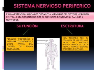ES UNA EXTENSION HACIA LOS ORGANOSY MIEMBROS DEL SISTEMA NERVIOSO
CENTRAL ESTA CONSTITUIDO POR EL CONJUNTO DE NERVIOSY GANGLIOS
NERVIOSOS.
REGULAR , COORDINAR E
INTEGRAR LOS ORGANOS Y
OTRAS PARTES DEL
CUERPO DE FORMA
INCOSCIENTE.
ESTA FORMADO POR EL
CONJUNTO DE NERVIOS QUE
SALEN DEL ENCEFALO
(NERVIOS CRANEALES Y DE LA
MEDULA ESPINAL (NERVIOS
RAQUIDEOSO ESPINALES
 