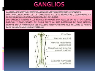LAS FIBRAS SENSITIVAS CONTENIDAS EN LOS NERVIOS CRANEALESY ESPINALES
SON PROLONGACIONES DE DETERMIANDAS CELULAS NERVIOSAS , AGRUPADAS EN
PEQUEÑOS CÚMULOS SITUADOS FUERA DEL NEUROEJE.
LOS GANGLIOS ANEXOS A LOS NERVIOS ESPINALES SON IGUALES ENTRE SÍ EN: FORMA,
POSICIÓN Y DIMENSIONES. DE ELLOS PARTE LA RAÍZ POSTERIOS DE CADA NERVIO,
SIEMPRE EN LA PROXIMIDAD DEL AGUJERO INTERVERTEBRAL QUE RECORRE EL NERVIO
PARA SALIR DE LA COLUMNA VERTEBRAL
 