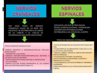 HAY DOCE PARES DE NERVIOS
CRANEALES SALEN DE LA BASE DEL
ENCEFALO. SE DISTRIBUYEN A LO LARGO
DE LA CABEZA Y EL CUELLO SE
ENUMERAN DEADELANTE HACIA ATRÁS
TIPOS DE NERVIOS CRANEALES SON:
NERVIO SENSITIVO O SENSORIALES:RECOGE INPULSOS
SENSITIVOSNO
REFERENTES A LASVICERA
NERVIOS MOTORES:TRANSPORTAIMPULSOS MOTORES A
LOS MUSCULOSVOLUNTARIOS
 NERVIO SENSITIVOVICERAL:RECOGE LA SENSIVILIDAD
DE LASVICERAS
NERVIO ELECTOR VICERAL:TRANSPORTA AL LAS VICERAS
IMPULSOS MOTORES,SECRETORES,CTE.
SONAQUELLOSQUE SE PROLONGAN
DESDE LA MEDULA ESPINAL YATRAVIESAN
LOS ORIFICIOSVERTEBRALES PARA
DISTRIBUIRSEA LAS ZONAS DELCUERPO
TIPOS DE NERVIOS ESPINALES:
ESTOS SE REUNEN EN UN CONJUNTO DE PLEXOS QUE
SON:
PLEXO CERVICAL:SE UBICAN EN EL CUELLO EL C1Y AL
C4Y ENTOTALSON 8 PARES
NERVIO LUMBAR : ORIGINA EL NERVIOOBTURADORY
NERVIO FERMONAL
PLEXOSACRO:CONTIENE LOS NERVIOS
CIATICO,PERONELA COMUN,TIBIAL,PUDENDOY
PERINIALESY GLUTEOS
PLEXO BRAQUIAL:ESTAN EN HOMBROSY MIEMBROS
SUPERIORES
COMO:AXILAR,MUSCULOCUTANEO,RADIALMEDIANOY
CUBITAL
 