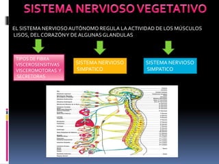 EL SISTEMA NERVIOSOAUTÓNOMO REGULA LA ACTIVIDAD DE LOS MÚSCULOS
LISOS, DEL CORAZÓNY DE ALGUNAS GLANDULAS
TIPOS DE FIBRA
VISCEROSENSITIVAS
VISCEROMOTORAS Y
SECRETORAS
SISTEMA NERVIOSO
SIMPATICO
SISTEMA NERVIOSO
SIMPATICO
 