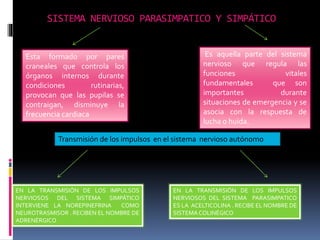 SISTEMA NERVIOSO PARASIMPATICO Y SIMPÁTICO
Esta formado por pares
craneales que controla los
órganos internos durante
condiciones rutinarias,
provocan que las pupilas se
contraigan, disminuye la
frecuencia cardiaca
Es aquella parte del sistema
nervioso que regula las
funciones vitales
fundamentales que son
importantes durante
situaciones de emergencia y se
asocia con la respuesta de
lucha o huida.
Transmisión de los impulsos en el sistema nervioso autónomo
EN LA TRANSMISIÓN DE LOS IMPULSOS
NERVIOSOS DEL SISTEMA SIMPÁTICO
INTERVIENE LA NOREPINEFRINA COMO
NEUROTRASMISOR . RECIBEN EL NOMBRE DE
ADRENÉRGICO
EN LA TRANSMISIÓN DE LOS IMPULSOS
NERVIOSOS DEL SISTEMA PARASIMPATICO
ES LA ACELTICOLINA . RECIBE EL NOMBRE DE
SISTEMACOLINÉGICO
 