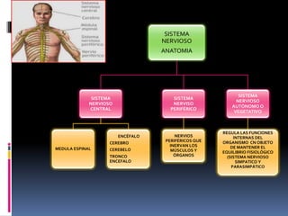 SISTEMA
NERVIOSO
ANATOMIA
SISTEMA
NERVIOSO
CENTRAL
MEDULA ESPINAL
ENCÉFALO
CEREBRO
CEREBELO
TRONCO
ENCEFALO
SISTEMA
NERVISO
PERIFÈRICO
NERVIOS
PERIFÉRICOS QUE
INERVAN LOS
MÚSCULOS Y
ÓRGANOS
SISTEMA
NERVIOSO
AUTÓNOMO O
VEGETATIVO
REGULA LAS FUNCIONES
INTERNAS DEL
ORGANISMO CN OBJETO
DE MANTENER EL
EQUILIBRIO FISIOLÓGICO
(SISTEMA NERVIOSO
SIMPATICO Y
PARASIMPÁTICO
 