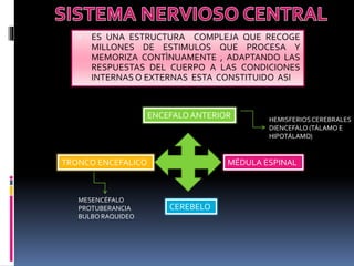  ES UNA ESTRUCTURA COMPLEJA QUE RECOGE
MILLONES DE ESTIMULOS QUE PROCESA Y
MEMORIZA CONTÌNUAMENTE , ADAPTANDO LAS
RESPUESTAS DEL CUERPO A LAS CONDICIONES
INTERNAS O EXTERNAS ESTA CONSTITUIDO ASI
ENCEFALOANTERIOR HEMISFERIOSCEREBRALES
DIENCEFALO (TÁLAMO E
HIPOTÁLAMO)
TRONCO ENCEFALICO
MESENCÉFALO
PROTUBERANCIA
BULBO RAQUIDEO
CEREBELO
MÉDULA ESPINAL
 