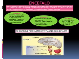 ARACNOIDES:
MEMBRANA TRANSPARENTE
QUE CUBRE EL
ENCEFALOLAXAMENTE Y NO SE
INTRODUCE EN LAS
CINRCUNVOLUCIONES
PIAMMADRE:
MEMBRANA DELGADA , QUE
CONTIENE GRAN CANTIDAD
DE PEQUEÑOS VASOS
SANGUNIEOS Y LINFATICOS
Y UNIDA INTIMAMENTE A LA
SUPERFICE CEREBRAL
DURAMADRE:
PARTE MAS EXTERNA
ESTÀ EN CONCTATO
CON LA PARED ÓSEA
DEL CRÁNEO
ES LA MASA NERVIOSA CONTENIDA DENTRO DEL CRÁNEO ESTÁ ENVUELTA
POR LAS MENINGESQUE SONTRES MEMBRANAS LLAMADAS
SE DISTINGUETRES PARTES DISTINTAS PERO CONECTADAS
 
