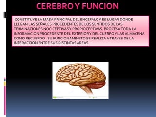CONSTITUYE LA MASA PRINCIPAL DEL ENCEFALOY ES LUGAR DONDE
LLEGAN LAS SEÑALES PROCEDENTES DE LOS SENTIDOS DE LAS
TERMINACIONES NOCICEPTIVASY PROPIOCEPTIVAS. PROCESATODA LA
INFORMACIÓN PROCEDENTE DEL EXTERIORY DEL CUERPOY LAS ALMACENA
COMO RECUERDO . SU FUNCIONAMINETO SE REALIZAATRAVES DE LA
INTERACCIÓN ENTRE SUS DISTINTASÁREAS
 