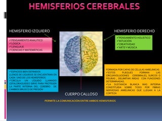 ESPACIOS BIEN DEFINIDOS
LLENOS DE LIQUIDOS SE ENCUENTRAN EN
CADA UNO DE LOS HEMISFERIOS
CIRCULA UN LÍQUIDO LLAMADO
CEFALORAQUIDEO SIRVE PARA PROTEGER
LA PARTE INTERNA DEL CEREBRO DE
CAMBIOS BRUSCO DE PRESIÓN
PENSAMIENTOANALITICO
LOGICA
LENGUAJE
CIENCIASY MATEMÁTICAS
SUSTANCIA GRIS DE 2 O 3 CM DE ESPESOR
FORMADA POR CAPAS DE CÉLULAS AMIELINICAS
ESTOS PLIEGUES FORMAN LAS
CIRCUNVOLUCIONES CEREBRALES, SURCOS O
FISURAS , DELIMITAN ÁREAS CON FUNCIONES
DETERMINADAS.
LA SUSTANCIA BLANCA MAS INTERNA
CONSTITUIDA SOBRE TODO POR FIBRAS
NERVIOSAS AMIELINICAS QUE LLEGAN A LA
CORTEZA
PENSAMIENTO HOLISTICO
INTUICIÓN
CREATIVIDAD
ARTEY MÚSICA
HEMISFERIO IZQUIERO HEMISFERIO DERECHO
CUERPO CALLOSO
PERMITE LA COMUNICACIÓN ENTRE AMBOS HEMISFERIOS
 