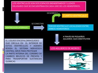 LOSVENTRICULOS SON DOS ESPACIOS BIENDEFINIDOSY LLENOS
DELIQUIDO QUE SE ENCUENTRAN EN CADA UNO DE LOS HEMISFERIOS.
VENTRICULOS LATERALES
TERCER VENTRICULO LOCALIZADO ENTRE
AMBOS HEMISFERIOS
LOS AGUJEROS DE MOROS
CUARTOVENTRÍCULO
SE CONECTAN
ATRAVÉS DE PEQUEÑOS
AGUJEROS QUE CONSTITUYEN
DESEMBOCA
EL LIQUIDO ENCEFALORRAQUIDEO
QUE CIRCULA EN EL INTERIOR DE
ESTOS VENTRÍCULOS Y ADEMÁS
RODEA EL SISTEMA NERVIOSOS
CENTRAL SIRVE PARA PROTEGER
LA PARTE INTERNA DEL CEREBRO DE
CAMBIOS BRUSCOS DE PRESIÓN Y
PARA TRASNPORTAR SUSTANCIAS
QUÍMICAS
 