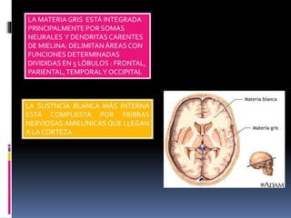 LA MATERIA GRIS ESTÁ INTEGRADA
PRINCIPALMENTE POR SOMAS
NEURALES Y DENDRITAS CARENTES
DE MIELINA: DELIMITANÁREASCON
FUNCIONES DETERMINADAS
DIVIDIDAS EN 5 LÓBULOS : FRONTAL,
PARIENTAL,TEMPORALY OCCIPITAL
LA SUSTNCIA BLANCA MÁS INTERNA
ESTÁ COMPUESTA POR FRIBRAS
NERVIOSAS AMIELÍNICAS QUE LLEGAN
A LA CORTEZA
 