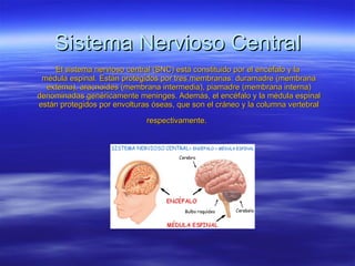 Sistema Nervioso Central El sistema nervioso central (SNC) está constituido por el  encéfalo  y la  médula espinal . Están protegidos por tres membranas:  duramadre  (membrana externa),  aracnoides  (membrana intermedia),  piamadre  (membrana interna) denominadas genéricamente  meninges . Además, el encéfalo y la médula espinal están protegidos por envolturas óseas, que son el  cráneo  y la  columna vertebral  respectivamente.   