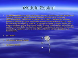 Médula Espinal La  médula espinal  es la región del  Sistema Nervioso Central  que se halla alojada en el  conducto raquídeo  encargada de llevar  impulsos nerviosos  a los 31 pares de  nervios raquídeos , comunicando el  encéfalo  con el  cuerpo , mediante dos funciones básicas: la  aferente , en la que son llevadas sensaciones sensitivas del  tronco ,  cuello  y los cuatro miembros hacia el cerebro, y la  eferente , en la que el cerebro ordena a los órganos efectores realizar determinada acción, llevando estos impulsos hacia el tronco, cuello y miembros. Entre sus funciones también encontramos el control de movimientos inmediatos y vegetativos, como el  acto reflejo , el  Sistema Nervioso Simpático  y el  Parasimpático .  (1) Cerebro  (2) Sistema Nervioso Central  (3) Espina Médula   