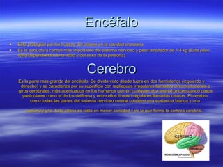 Encéfalo Está protegido por los huesos del  cráneo  en la cavidad craneana. Es la estructura central más importante del sistema nervioso y pesa alrededor de 1.4 kg (Este peso varia dependiendo de la edad y del sexo de la persona). Cerebro Es la parte más grande del encéfalo. Se divide visto desde fuera en dos hemisferios (izquierdo y derecho) y se caracteriza por su superficie con repliegues irregulares llamados circunvoluciones o giros cerebrales, más acentuados en los humanos que en cualquier otro animal (exceptuando casos particulares como el de los delfines) y entre ellos líneas irregulares llamadas cisuras. El cerebro, como todas las partes del sistema nervioso central contiene una  sustancia blanca  y una  sustancia gris . Esta última se halla en menor cantidad y es la que forma la  corteza cerebral .   