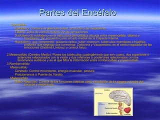 Partes del Encéfalo Diencéfalo :  Epitálamo : Contiene la  glándula pineal , productora de  melatonina .  Tálamo : Zona de control máximo de las sensaciones.  Subtálamo :El subtálamo es la estructura diencefálica situada entre mesencéfalo, tálamo e hipotálamo. Se encuentra junto al lado medial de la Cápsula Interna.  Hipotálamo : que comprende: quiasma óptico, tuber cinereum, tubérculos mamilares e hipófisis posterior que segrega dos hormonas: Oxitocina y Vasopresina; es el centro regulador de las emociones (Sistema Límbico) y control físico. 2. Mesencéfalo  (Cerebro Medio): Posee los tubérculos cuadrigéminos que son cuatro, dos superiores o anteriores relacionados con la visión y dos inferiores o posteriores relacionados con los fenómenos auditivos y es el que filtra la información entre rombencéfalo y prosencéfalo  3. Rombencéfalo   Metencéfalo   Cerebelo : Control movimiento, energía muscular, postura.  Protuberancia  o Puente de Varolio. Mielencéfalo   Bulbo Raquídeo : Control de las funciones básicas como circulación de la sangre a través del corazón y respiración. 