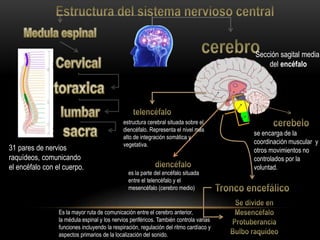 Qué es y cómo se estructura el sistema nervioso - Neurocirugía de la Torre
