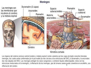 Comprehensive Overview of the Central Nervous System: Structure and ...
