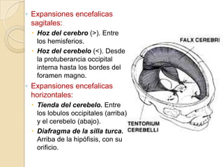 ◦ Expansiones encefalicas
sagitales:
 Hoz del cerebro (>). Entre
los hemisferios.
 Hoz del cerebelo (<). Desde
la protuberancia occipital
interna hasta los bordes del
foramen magno.
◦ Expansiones encefalicas
horizontales:
 Tienda del cerebelo. Entre
los lobulos occipitales (arriba)
y el cerebelo (abajo).
 Diafragma de la silla turca.
Arriba de la hipófisis, con su
orificio.
 