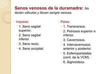 Senos venosos de la duramadre: No
tienen válvulas y llevan sangre venosa.
◦ Impares:
 1. Seno sagital
superior.
 2. Seno sagital
inferior.
 3. Seno recto.
 4. Seno occipital.
◦ Pares:
 1. Transversos.
 2. Petrosos superior e
inferior.
 3. Cavernosos.
 4. Intercavernosos
anterior y posterior.
 5. Esfenoparietales
(cont. de la VCM).
 6. Sigmoideos.
 