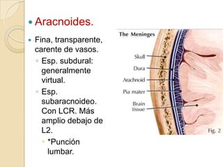  Aracnoides.
 Fina, transparente,
carente de vasos.
◦ Esp. subdural:
generalmente
virtual.
◦ Esp.
subaracnoideo.
Con LCR. Más
amplio debajo de
L2.
 *Punción
lumbar.
 