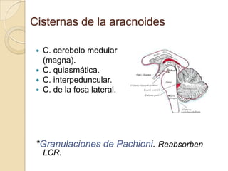 Cisternas de la aracnoides
 C. cerebelo medular
(magna).
 C. quiasmática.
 C. interpeduncular.
 C. de la fosa lateral.
*Granulaciones de Pachioni. Reabsorben
LCR.
 