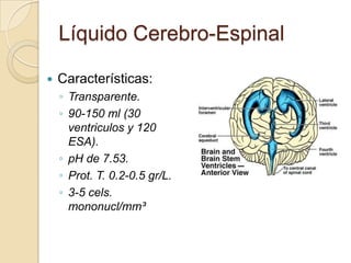 Líquido Cerebro-Espinal
 Características:
◦ Transparente.
◦ 90-150 ml (30
ventriculos y 120
ESA).
◦ pH de 7.53.
◦ Prot. T. 0.2-0.5 gr/L.
◦ 3-5 cels.
mononucl/mm³
 