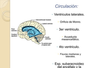 Circulación:
◦ Ventriculos laterales.
 Orificio de Monro.
◦ 3er ventriculo.
 Acueducto
mesencefálico.
◦ 4to ventriculo.
 Fisuras medianas y
laterales.
◦ Esp. subaracnoideo
del encéfalo y la
 