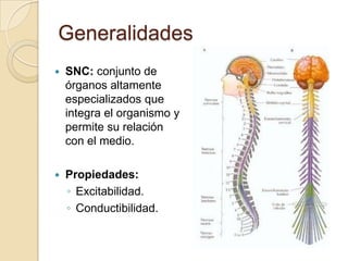 Generalidades
 SNC: conjunto de
órganos altamente
especializados que
integra el organismo y
permite su relación
con el medio.
 Propiedades:
◦ Excitabilidad.
◦ Conductibilidad.
 
