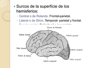  Surcos de la superficie de los
hemisferios:
◦ Central o de Rolando. Frontal-parietal.
◦ Lateral o de Silvio. Temporal- parietal y frontal.
◦ Parietoccipital. Delimitación incompleta.
 