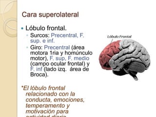 Cara superolateral
 Lóbulo frontal.
◦ Surcos: Precentral, F.
sup. e inf.
◦ Giro: Precentral (área
motora 1ria y homúnculo
motor), F. sup, F. medio
(campo ocular frontal) y
F. inf (lado izq. área de
Broca).
*El lóbulo frontal
relacionado con la
conducta, emociones,
temperamento y
motivación para
 