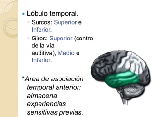  Lóbulo temporal.
◦ Surcos: Superior e
Inferior.
◦ Giros: Superior (centro
de la vía
auditiva), Medio e
Inferior.
*Area de asociación
temporal anterior:
almacena
experiencias
sensitivas previas.
 