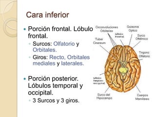Cara inferior
 Porción frontal. Lóbulo
frontal.
◦ Surcos: Olfatorio y
Orbitales.
◦ Giros: Recto, Orbitales
mediales y laterales.
 Porción posterior.
Lóbulos temporal y
occipital.
◦ 3 Surcos y 3 giros.
 