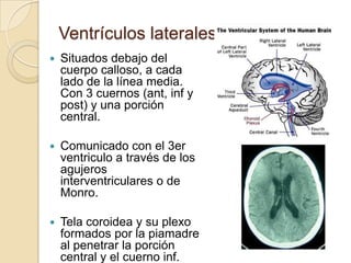Ventrículos laterales
 Situados debajo del
cuerpo calloso, a cada
lado de la línea media.
Con 3 cuernos (ant, inf y
post) y una porción
central.
 Comunicado con el 3er
ventriculo a través de los
agujeros
interventriculares o de
Monro.
 Tela coroidea y su plexo
formados por la piamadre
al penetrar la porción
central y el cuerno inf.
 