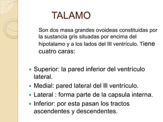 TALAMO
Son dos masa grandes ovoideas constituidas por
la sustancia gris situadas por encima del
hipotalamo y a los lados del III ventrículo. Tiene
cuatro caras:
 Superior: la pared inferior del ventrículo
lateral.
 Medial: pared lateral del lll ventrículo.
 Lateral : forma parte de la capsula interna.
 Inferior: por esta pasan los tractos
ascendentes y descendentes.
 