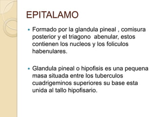 EPITALAMO
 Formado por la glandula pineal , comisura
posterior y el triagono abenular, estos
contienen los nucleos y los foliculos
habenulares.
 Glandula pineal o hipofisis es una pequena
masa situada entre los tuberculos
cuadrigeminos superiores su base esta
unida al tallo hipofisario.
 