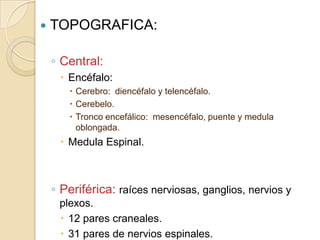  TOPOGRAFICA:
◦ Central:
 Encéfalo:
 Cerebro: diencéfalo y telencéfalo.
 Cerebelo.
 Tronco encefálico: mesencéfalo, puente y medula
oblongada.
 Medula Espinal.
◦ Periférica: raíces nerviosas, ganglios, nervios y
plexos.
 12 pares craneales.
 31 pares de nervios espinales.
 
