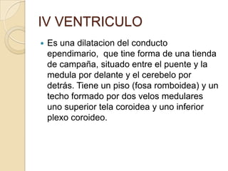 IV VENTRICULO
 Es una dilatacion del conducto
ependimario, que tine forma de una tienda
de campaña, situado entre el puente y la
medula por delante y el cerebelo por
detrás. Tiene un piso (fosa romboidea) y un
techo formado por dos velos medulares
uno superior tela coroidea y uno inferior
plexo coroideo.
 