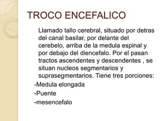 TROCO ENCEFALICO
Llamado tallo cerebral, situado por detras
del canal basilar, por delante del
cerebelo, arriba de la medula espinal y
por debajo del diencefalo. Por el pasan
tractos ascendentes y descendentes , se
situan nucleos segmentarios y
suprasegmentarios. Tiene tres porciones:
-Medula elongada
-Puente
-mesencefalo
 