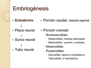 Embriogénesis
 Ectodermo
↓
 Placa neural
↓
 Surco neural
↓
 Tubo neural
 Porción caudal: medula espinal.
 Porción craneal:
◦ Romboencéfalo:
 Mielencéfalo: medula oblongada.
 Metencéfalo.: puente y cerebelo.
◦ Mesencéfalo.
◦ Prosencéfalo:
 Diencéfalo: talamo e hipotalamo.
 Telencéfalo: 2 hemisferios.
 